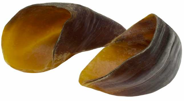 Hoof